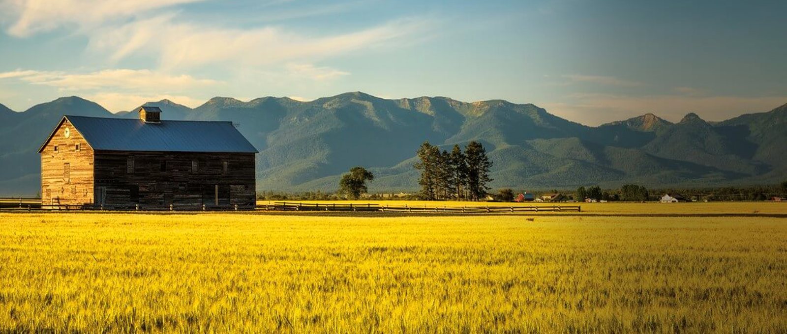 Untangling North America's rye roots