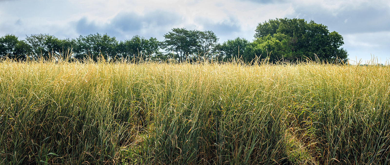 Kernza: Groundbreaking grain without breaking ground