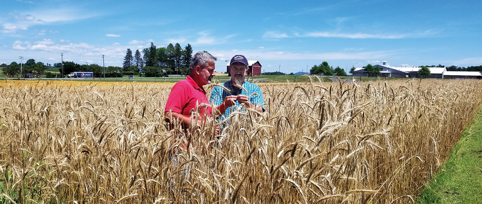The modern case for reviving Rosen rye
